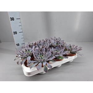Echeveria   ...mix