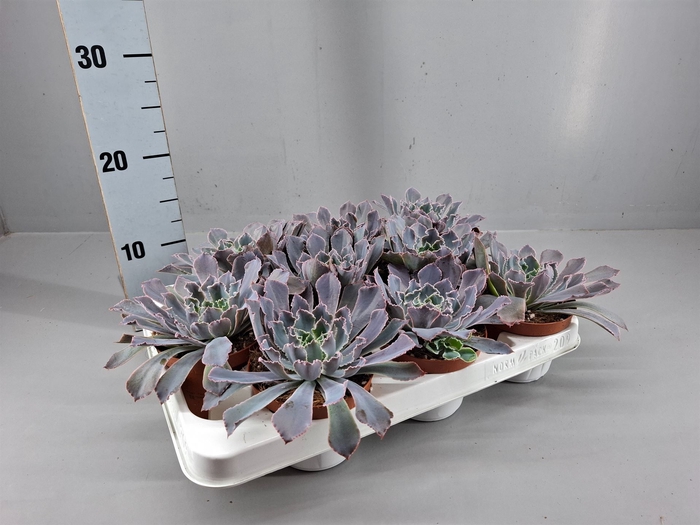 <h4>Echeveria   ...mix</h4>