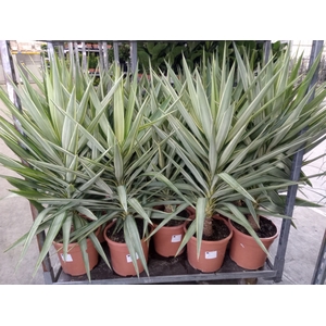 Yucca elephantipes 'Jewel'