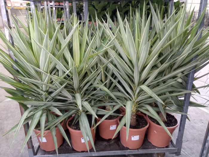 <h4>Yucca elephantipes 'Jewel'</h4>