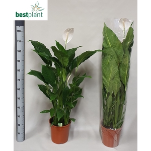 SPATH SWEET SEBASTIA