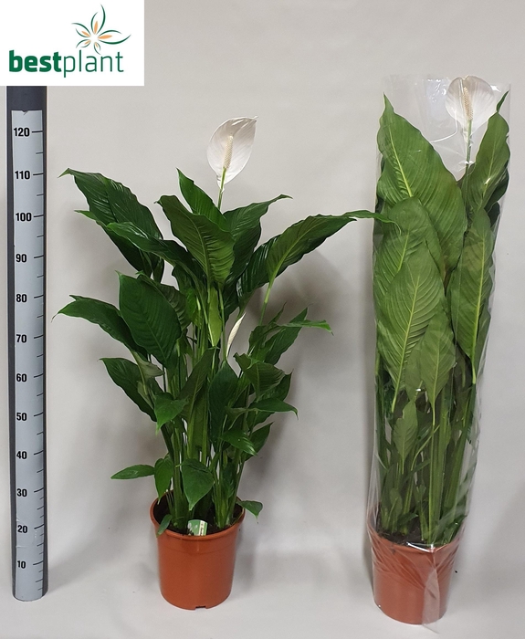 <h4>SPATH SWEET SEBASTIA</h4>