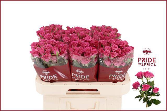 <h4>Rosa spray lianne</h4>