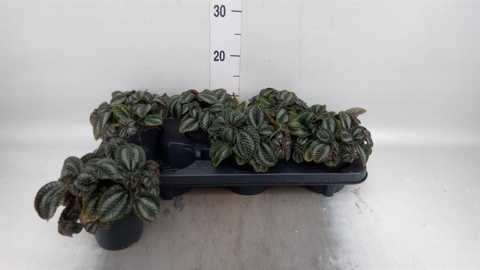 <h4>Pilea 'Norfolk'</h4>