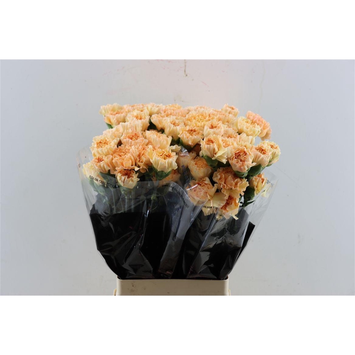 <h4>Di St Crimea</h4>