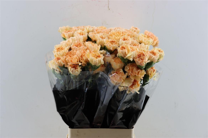 <h4>Di St Crimea</h4>