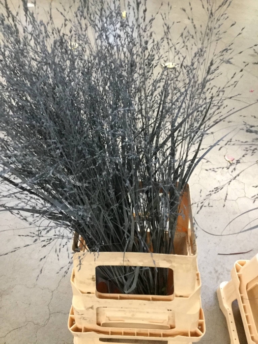 SIERGR OV KLB CHAMPAGNE H%