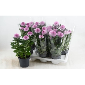 CHRYS FP PINK
