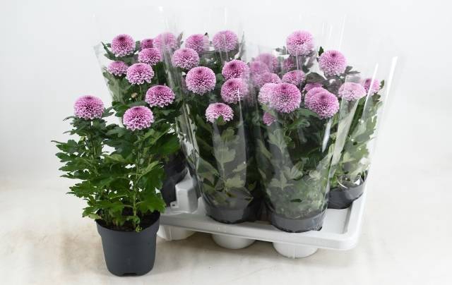 <h4>CHRYS FP PINK</h4>