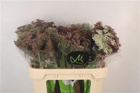 <h4>Daucus Carota Dara</h4>