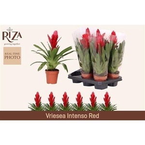 VRIES INTENSO RED P12