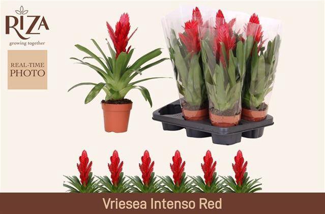 <h4>VRIES INTENSO RED P12</h4>