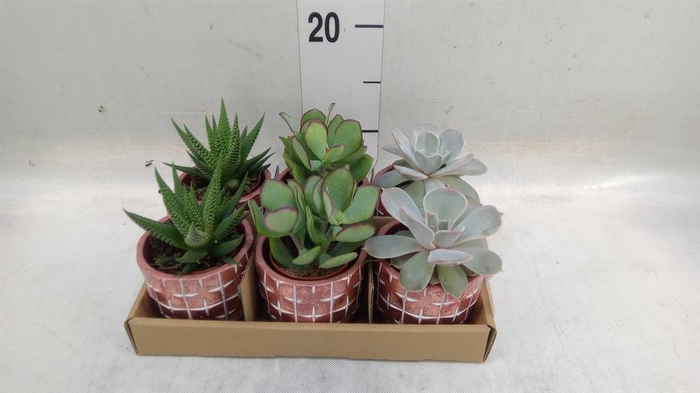 <h4>Succulents   ...</h4>