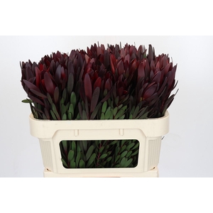 Leucadendron Saf Sunset Dark R.