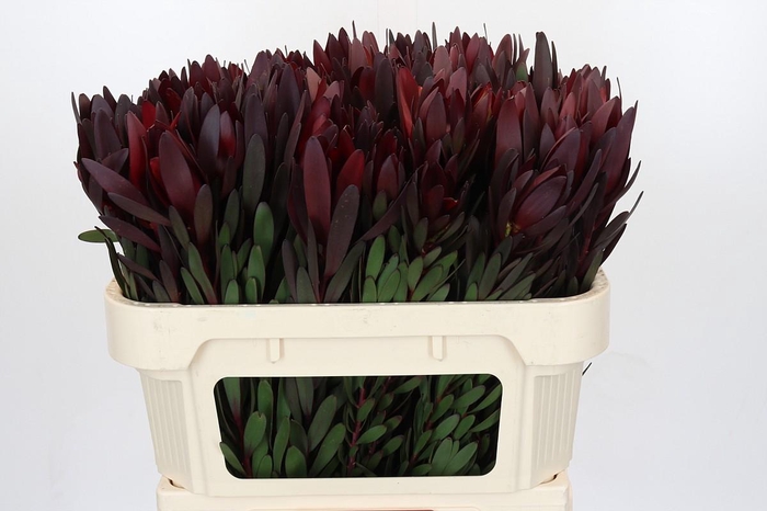 <h4>Leucadendron Saf Sunset Dark R.</h4>