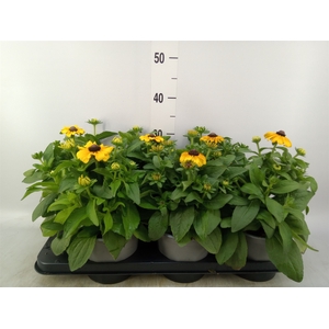 Rudbeckia   ...