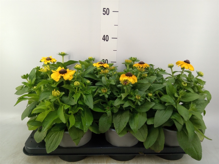 <h4>Rudbeckia   ...</h4>