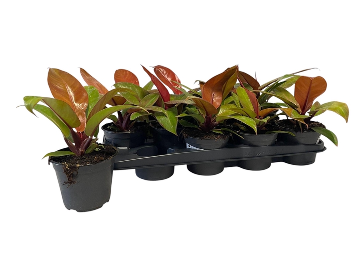 <h4>PHIL PRIN OF ORANGE</h4>