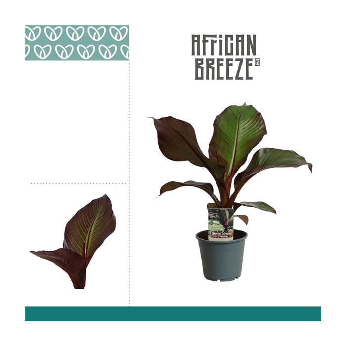 <h4>Ensete Maurelli Red Banana</h4>