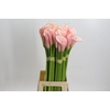Zantedeschia Eydolls Salmon