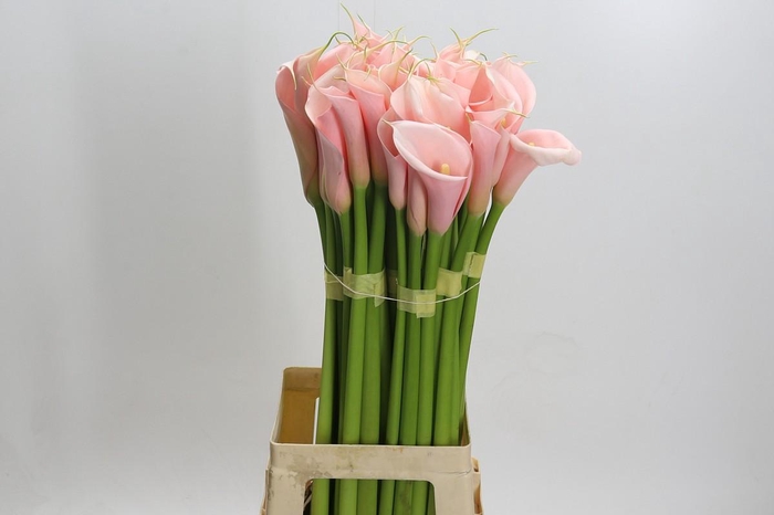 <h4>Zantedeschia Eydolls Salmon</h4>