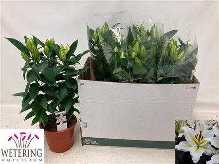 <h4>Lil Or Sunny Azores 3pp</h4>