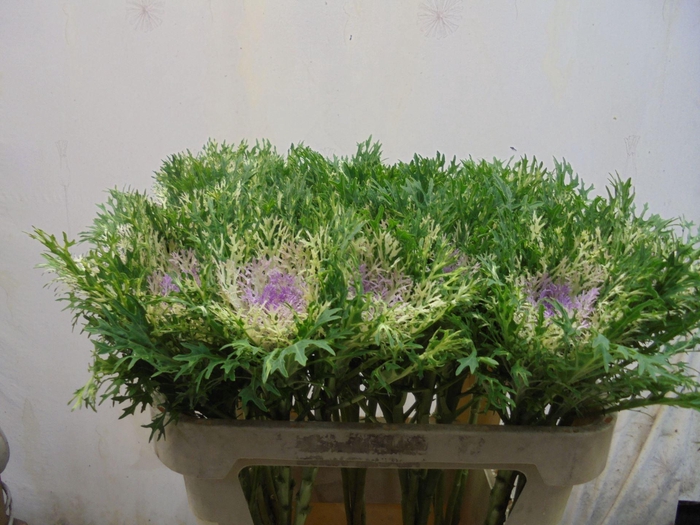 <h4>BRASS CRANE KING</h4>