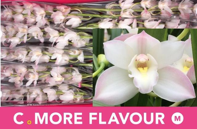 <h4>CYMB MI JOSHUA</h4>