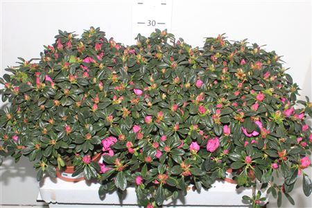 <h4>Rhodo Si Flamenco</h4>