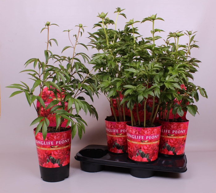 <h4>Paeonia 21CM C4 Rood Longlife Exclusive</h4>