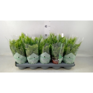 Nephrolepis exal. 'Green Moment'