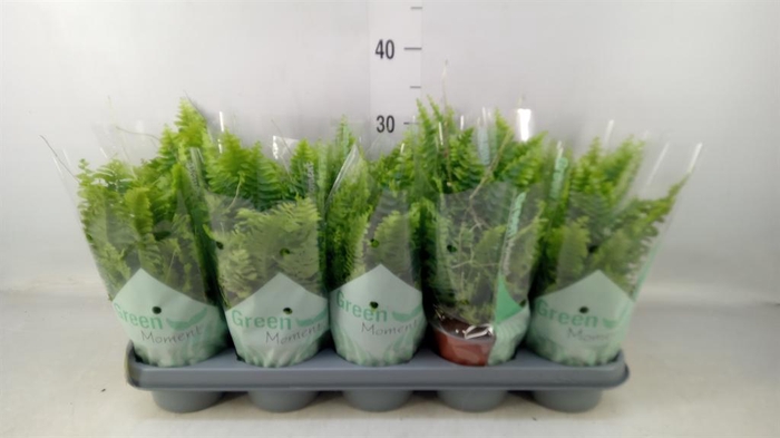 <h4>Nephrolepis exal. 'Green Moment'</h4>