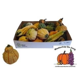 <h4>CUCURBITA MAYA MIX</h4>