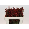 Kaaps Groen Tortum Red
