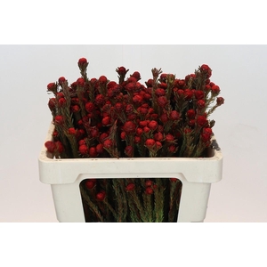 Kaaps Groen Tortum Red