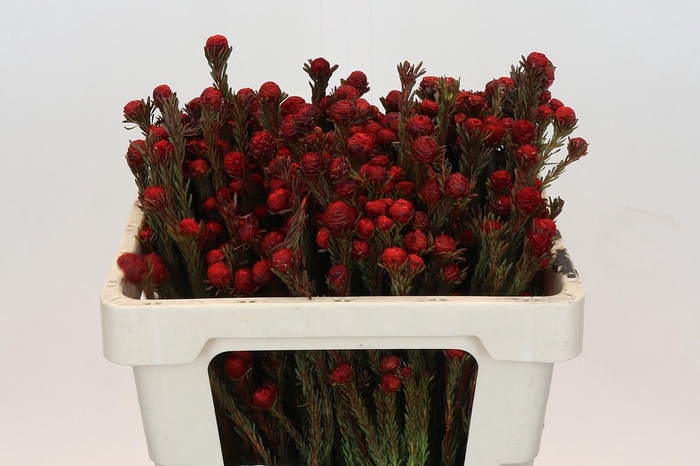 <h4>Kaaps Groen Tortum Red</h4>