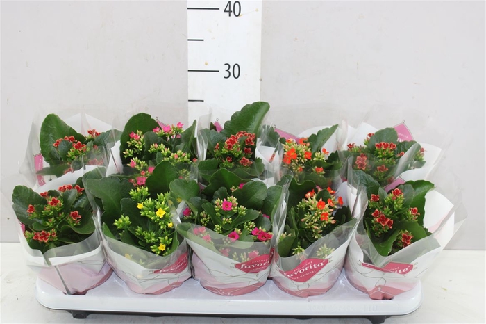 <h4>Kalanchoe Bl Gemengd</h4>