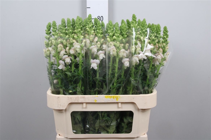 <h4>Antir Costa Silver</h4>