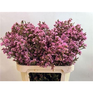 Chame Sarahs Delight 80cm