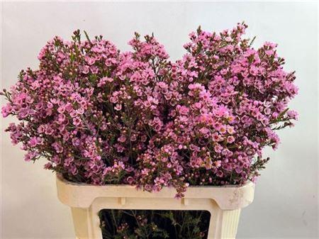 <h4>Chame Sarahs Delight 80cm</h4>