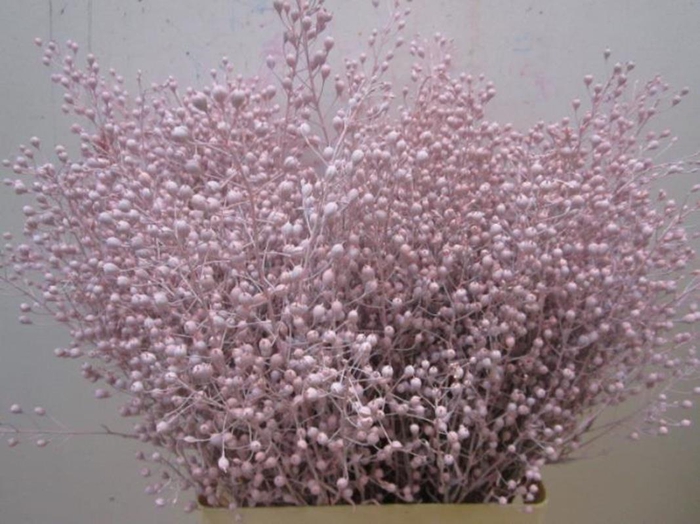 <h4>Lepidium G Atraxxa Licht Rose</h4>