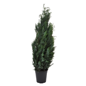 Chamaecyparis law. Columnaris, plantmaat 120-140 cm - Rondgestoken -