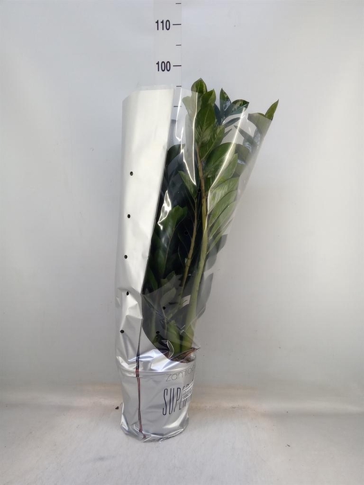 <h4>Zamioculcas zamiifolia 'Super Nova'</h4>