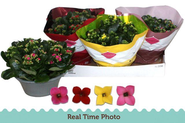 <h4>KALANCHOE MIX P23</h4>