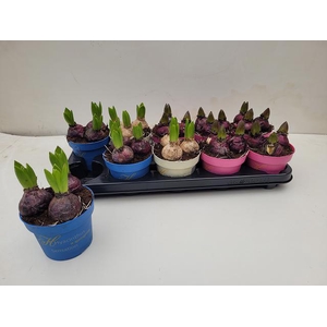 Hyacinthus mix 12Ø 15cm 3pp