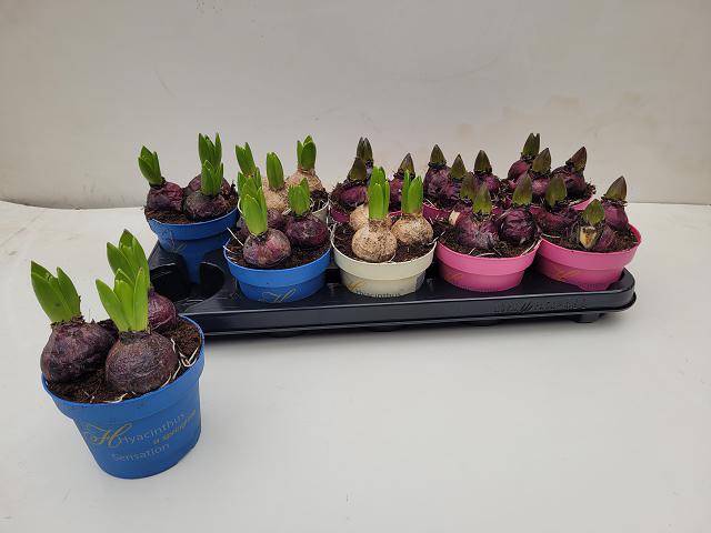 Hyacinthus mix 12Ø 15cm 3pp