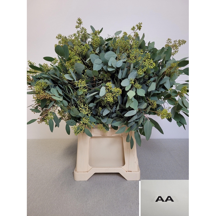 <h4>EUC POP BES PB EXTRA</h4>