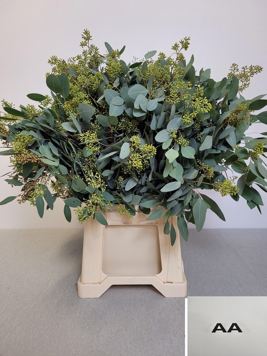 EUC POP BES PB EXTRA