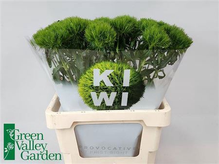 <h4>Di Barb Kiwi Mellow Extra</h4>