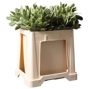 PITTOSPORUM ILAN 50 CM